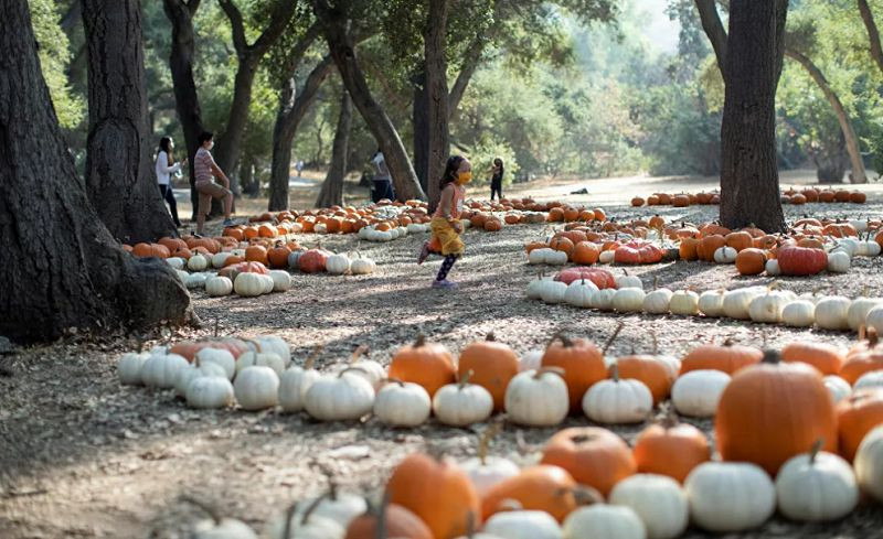 Không khí lễ hội Halloween toàn cầu: Hình nộm bí ngô cũng phải đeo khẩu trang! ảnh 3