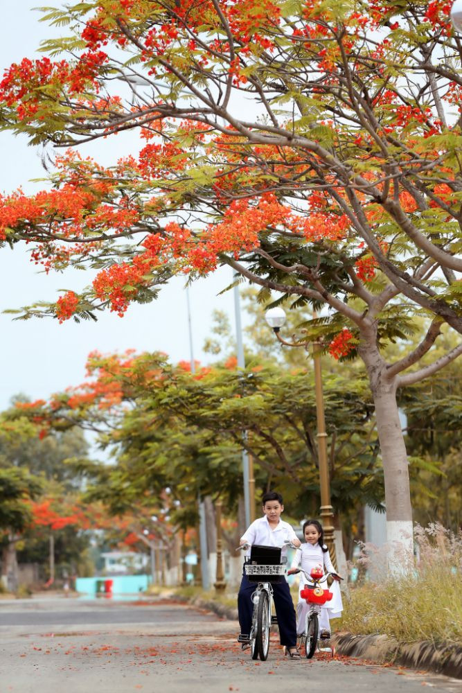 Đẹp nao lòng với ảnh 2 mẫu nhí chụp cùng hoa phượng trước khi nhập học ảnh 6