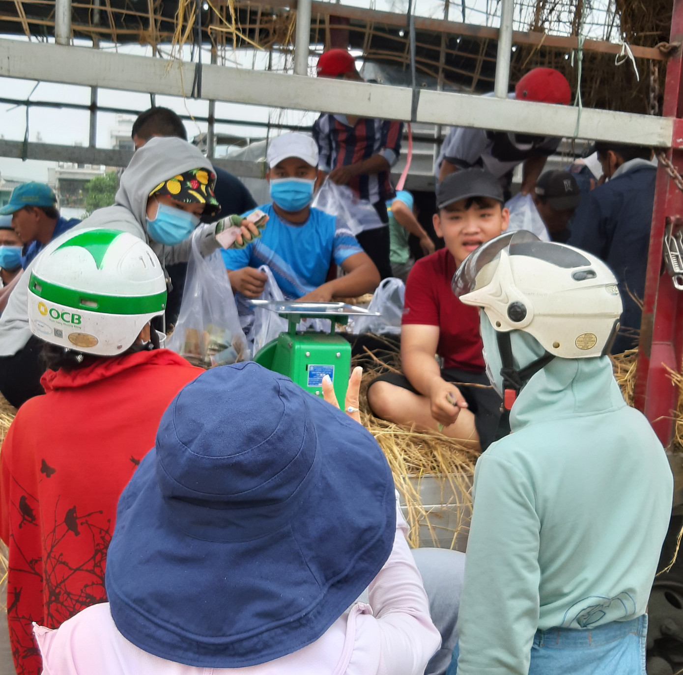 Người Sài Gòn 'giải cứu dưa' giúp nông dân Bình Định ảnh 4