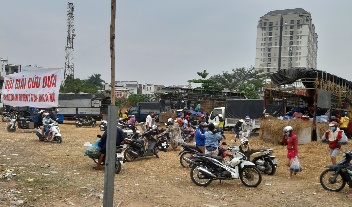 Người Sài Gòn 'giải cứu dưa' giúp nông dân Bình Định ảnh 1