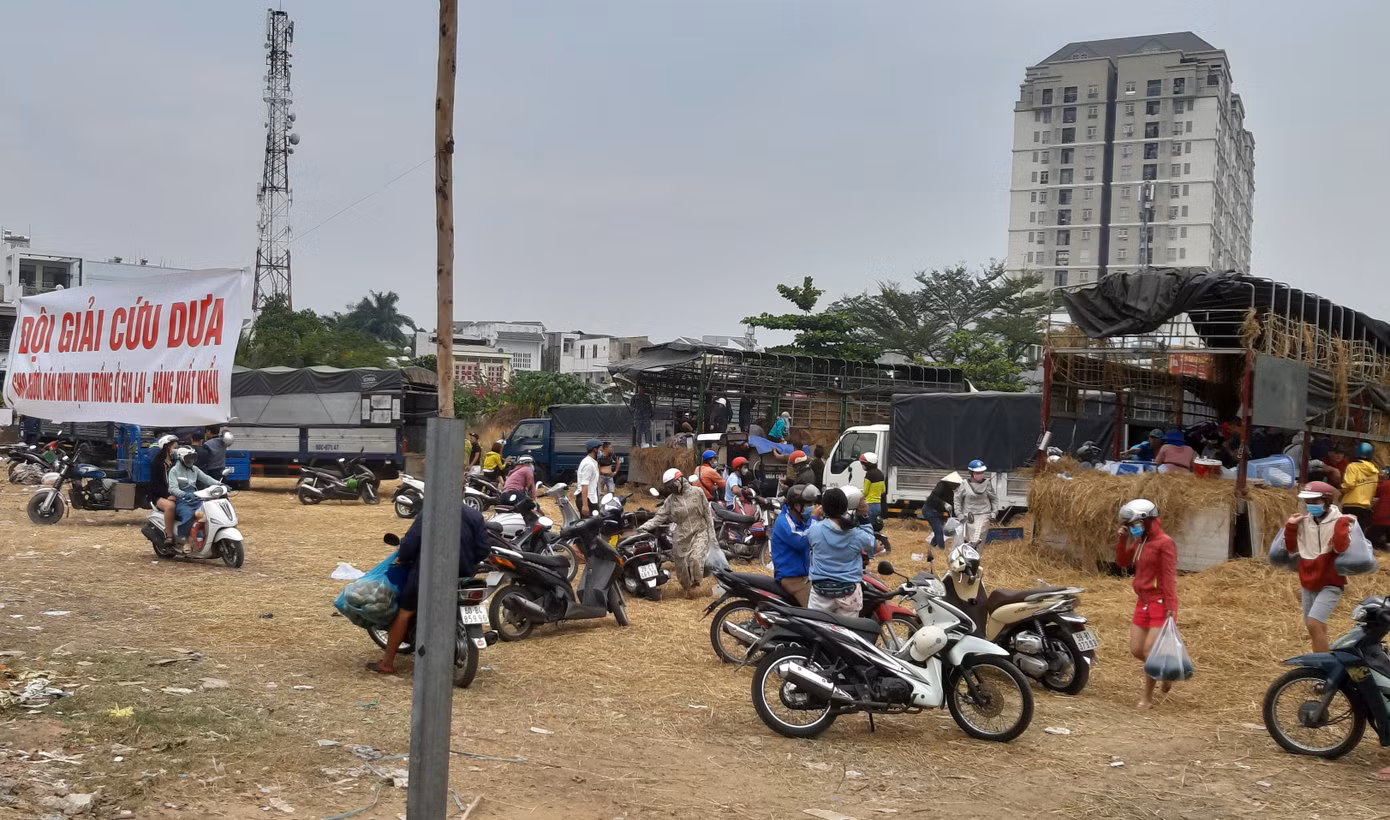 Người Sài Gòn 'giải cứu dưa' giúp nông dân Bình Định ảnh 1