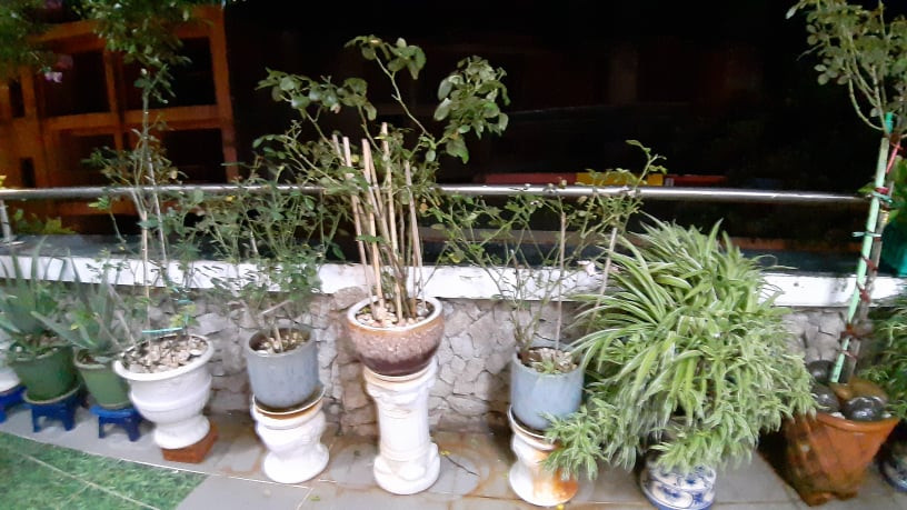 Không gian sống tuyệt đẹp của nhạc sĩ Trần Tiến ở Vũng Tàu ảnh 10