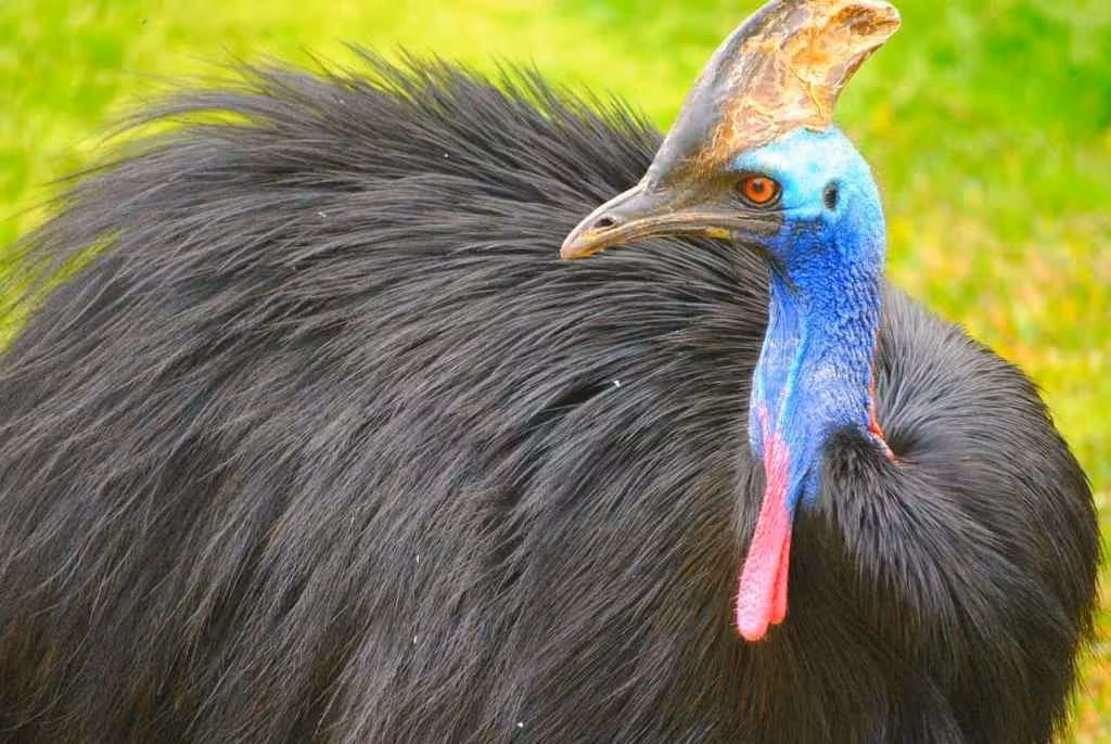 1001 thắc mắc: Những động vật nào hung hăng nhất thế giới, chớ dại 'cà khịa'? ảnh 6