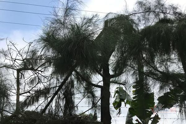 Nhận lệnh chặt cây trong giờ học, nam sinh lớp 9 Hải Dương bị điện giật tử vong ảnh 1