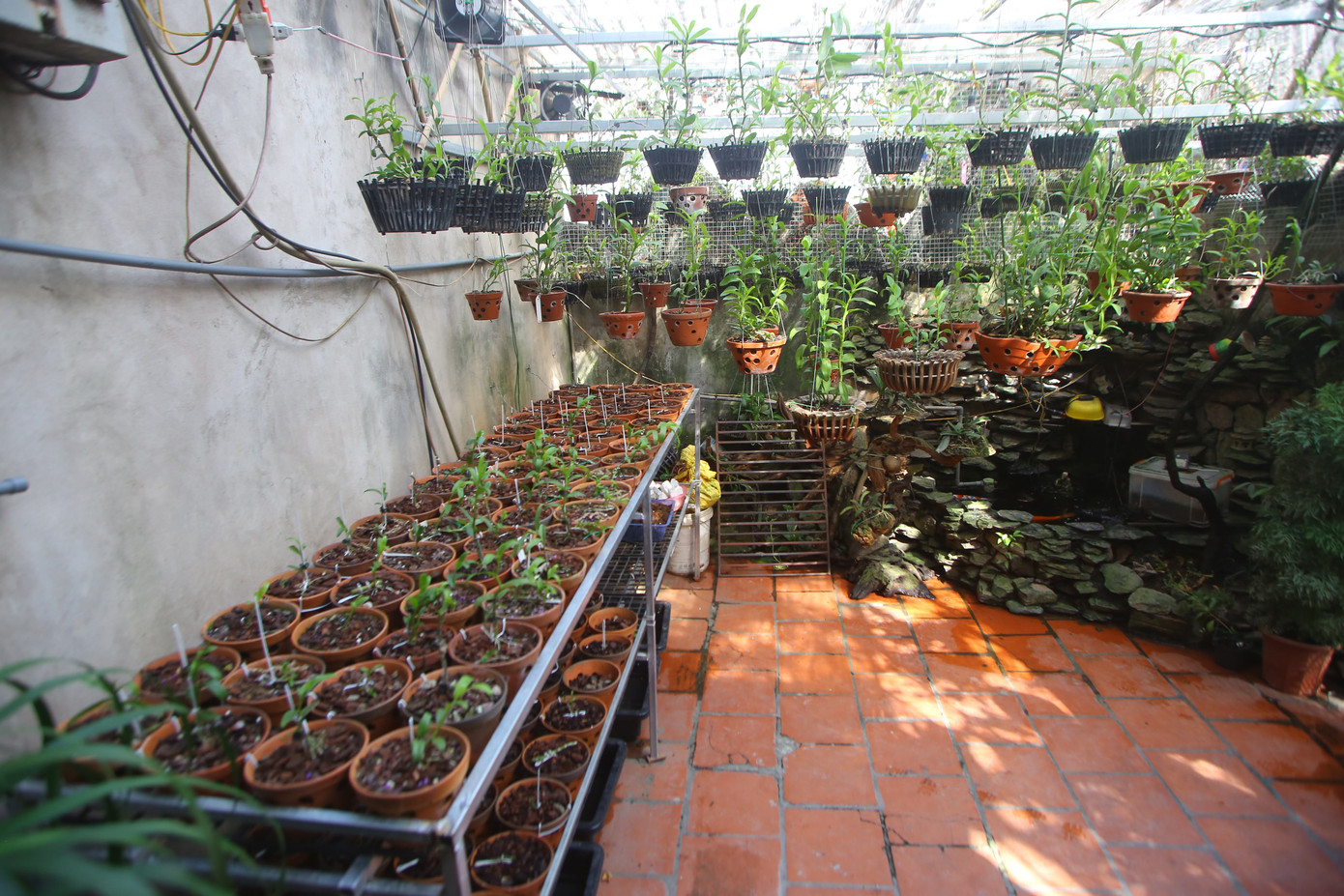 Tiết lộ bất ngờ về điều khoản đền bù của giới chơi lan đột biến 'trăm tỷ' ảnh 1