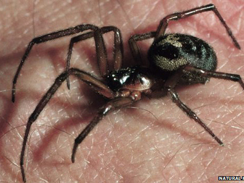 3 trẻ em cho nhện kịch độc cắn vì muốn trở thành Người Nhện như phim ảnh 2