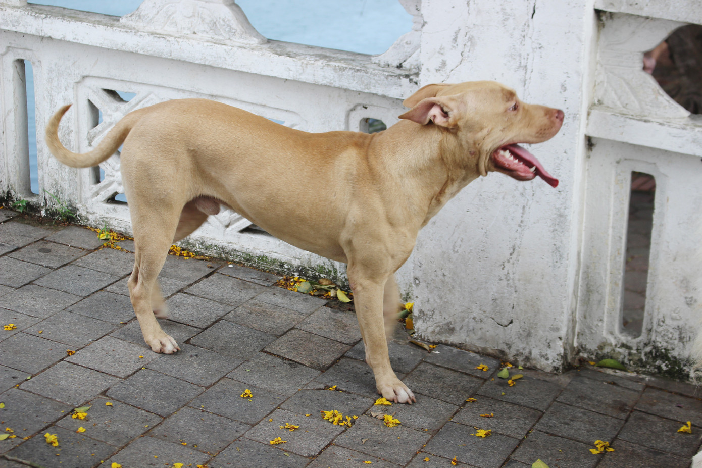 Hà Nội: Chó dữ không rọ mõm thả rông nhan nhản trong mùa dại ảnh 4