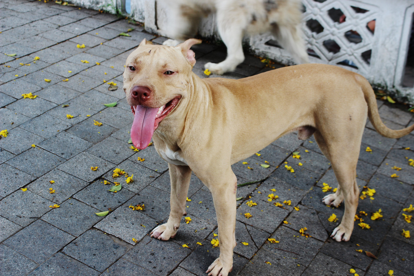 Hà Nội: Chó dữ không rọ mõm thả rông nhan nhản trong mùa dại ảnh 3