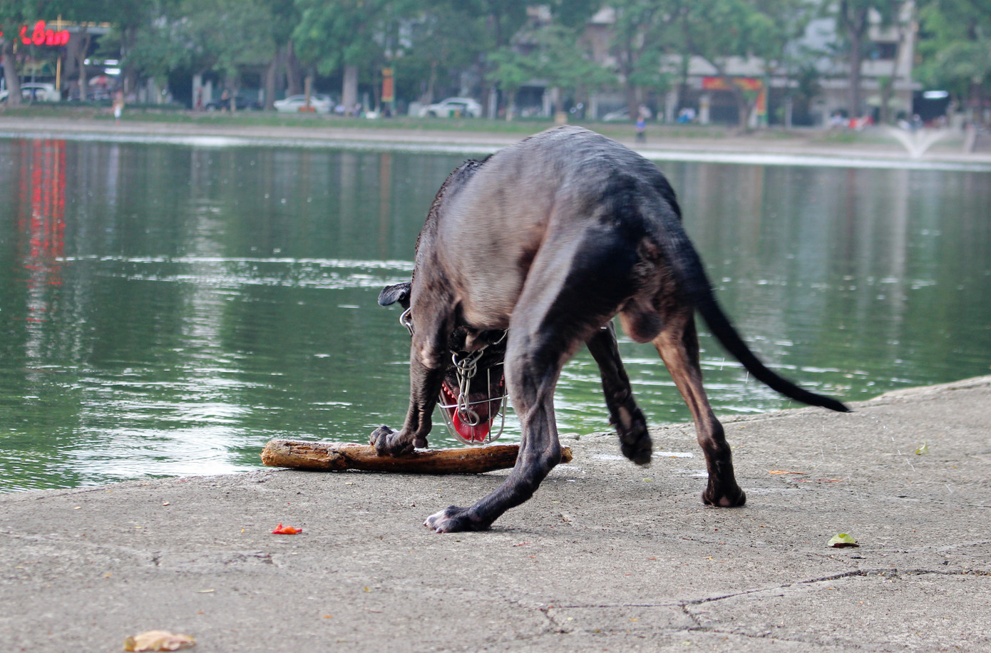 Hà Nội: Chó dữ không rọ mõm thả rông nhan nhản trong mùa dại ảnh 13