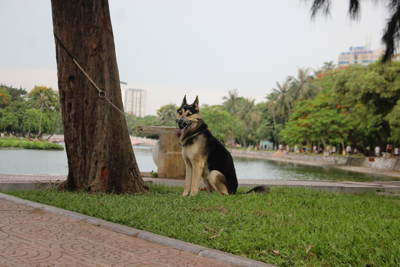Hà Nội: Chó dữ không rọ mõm thả rông nhan nhản trong mùa dại ảnh 12