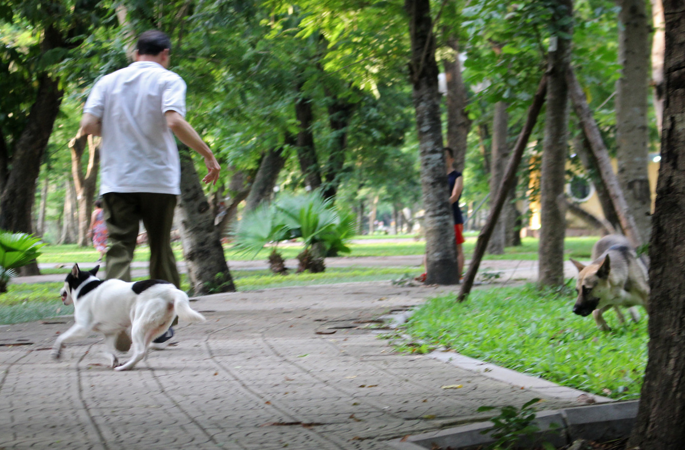 Hà Nội: Chó dữ không rọ mõm thả rông nhan nhản trong mùa dại ảnh 8