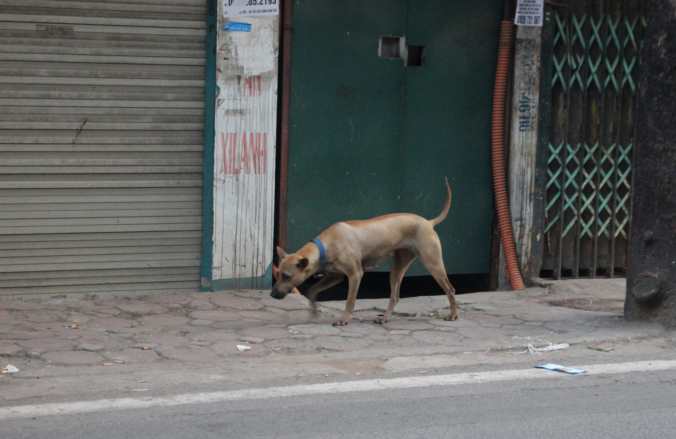 Hà Nội: Chó dữ không rọ mõm thả rông nhan nhản trong mùa dại ảnh 10