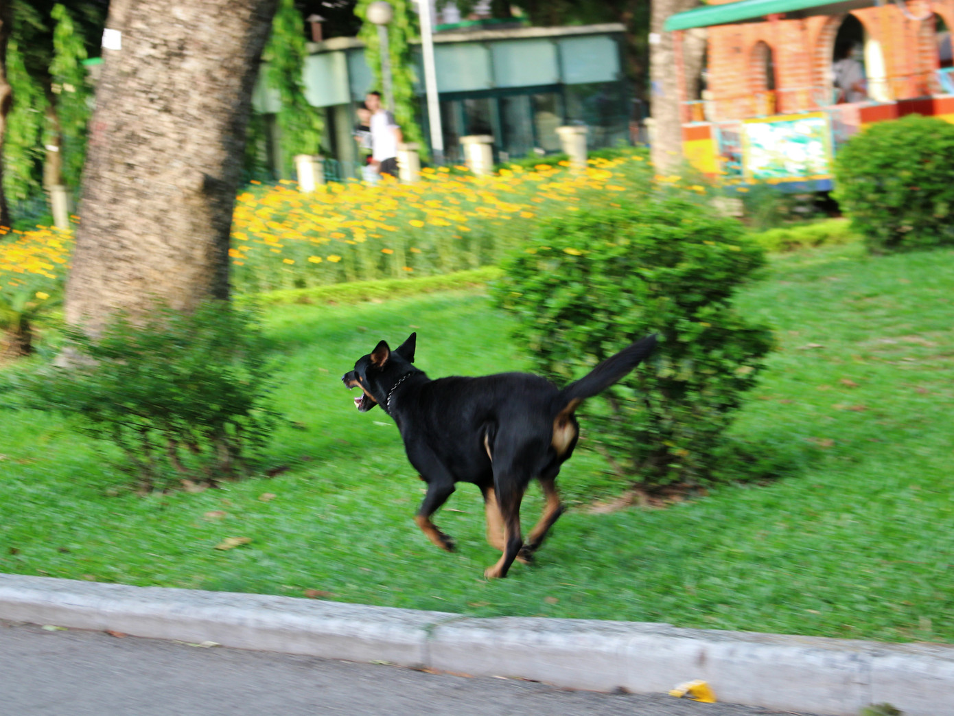 Hà Nội: Chó dữ không rọ mõm thả rông nhan nhản trong mùa dại ảnh 6