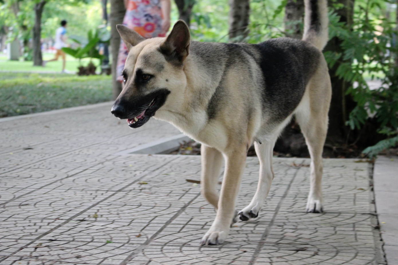 Hà Nội: Chó dữ không rọ mõm thả rông nhan nhản trong mùa dại ảnh 7