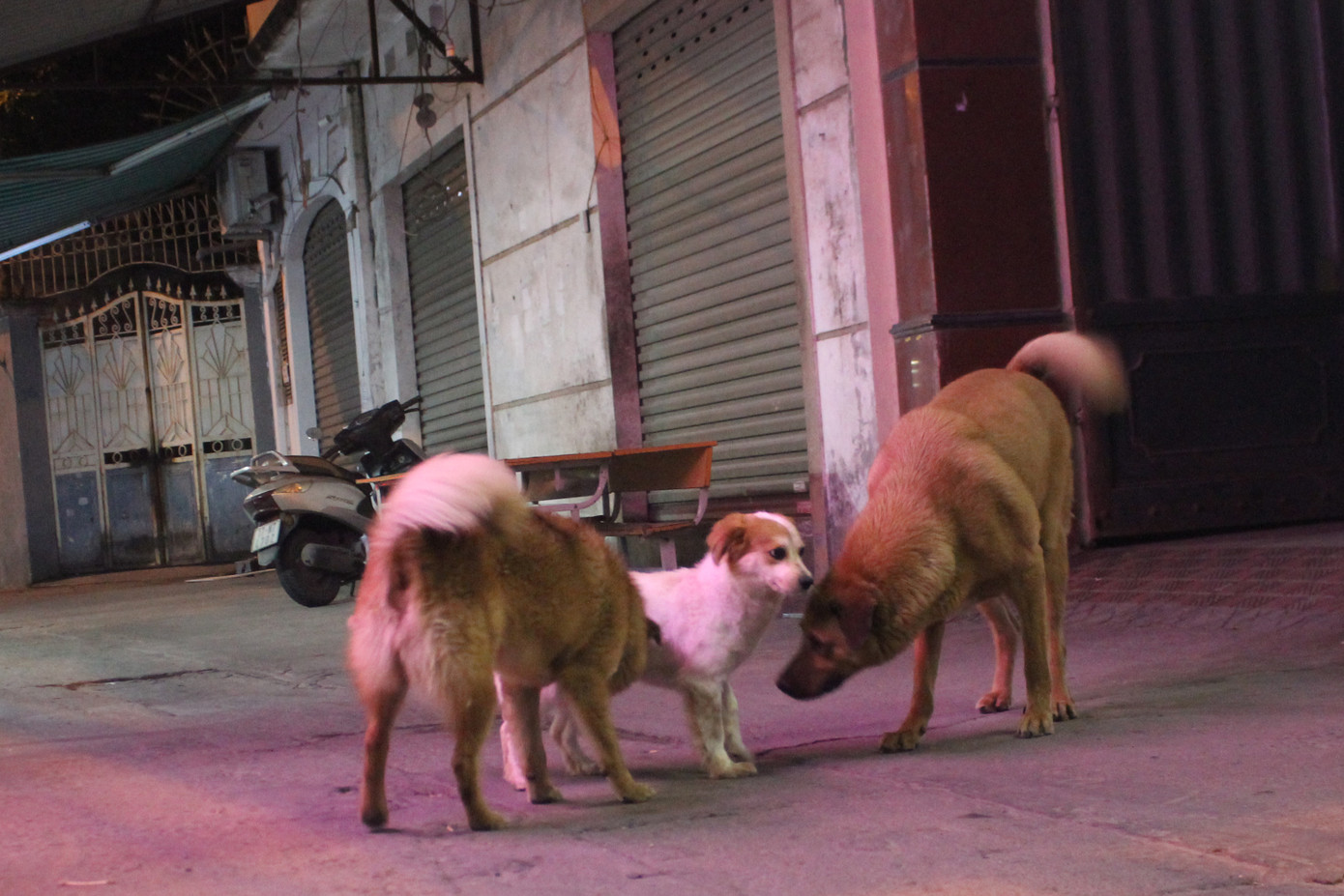 Hà Nội: Chó dữ không rọ mõm thả rông nhan nhản trong mùa dại ảnh 11