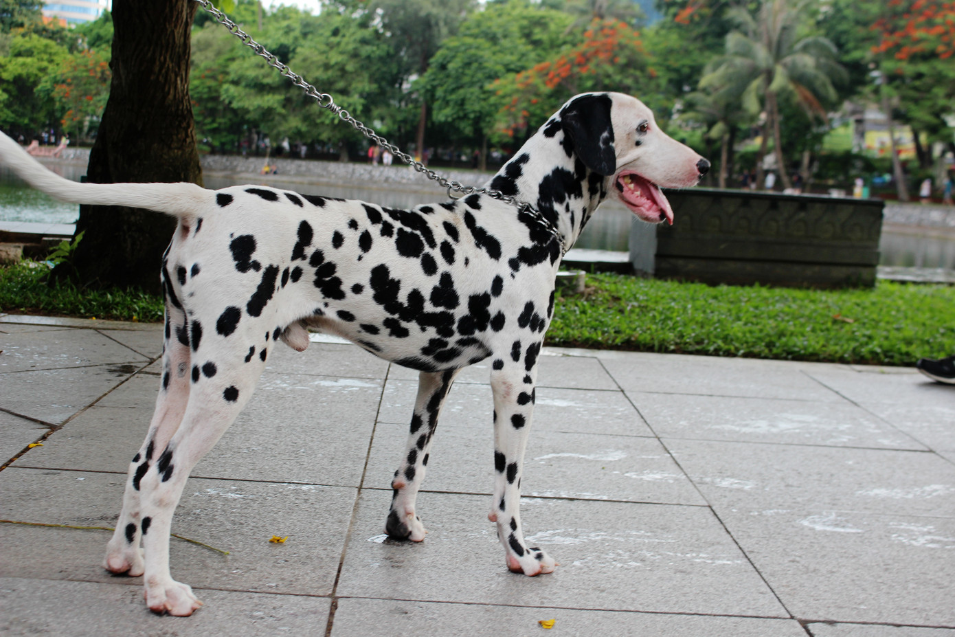 Hà Nội: Chó dữ không rọ mõm thả rông nhan nhản trong mùa dại ảnh 5