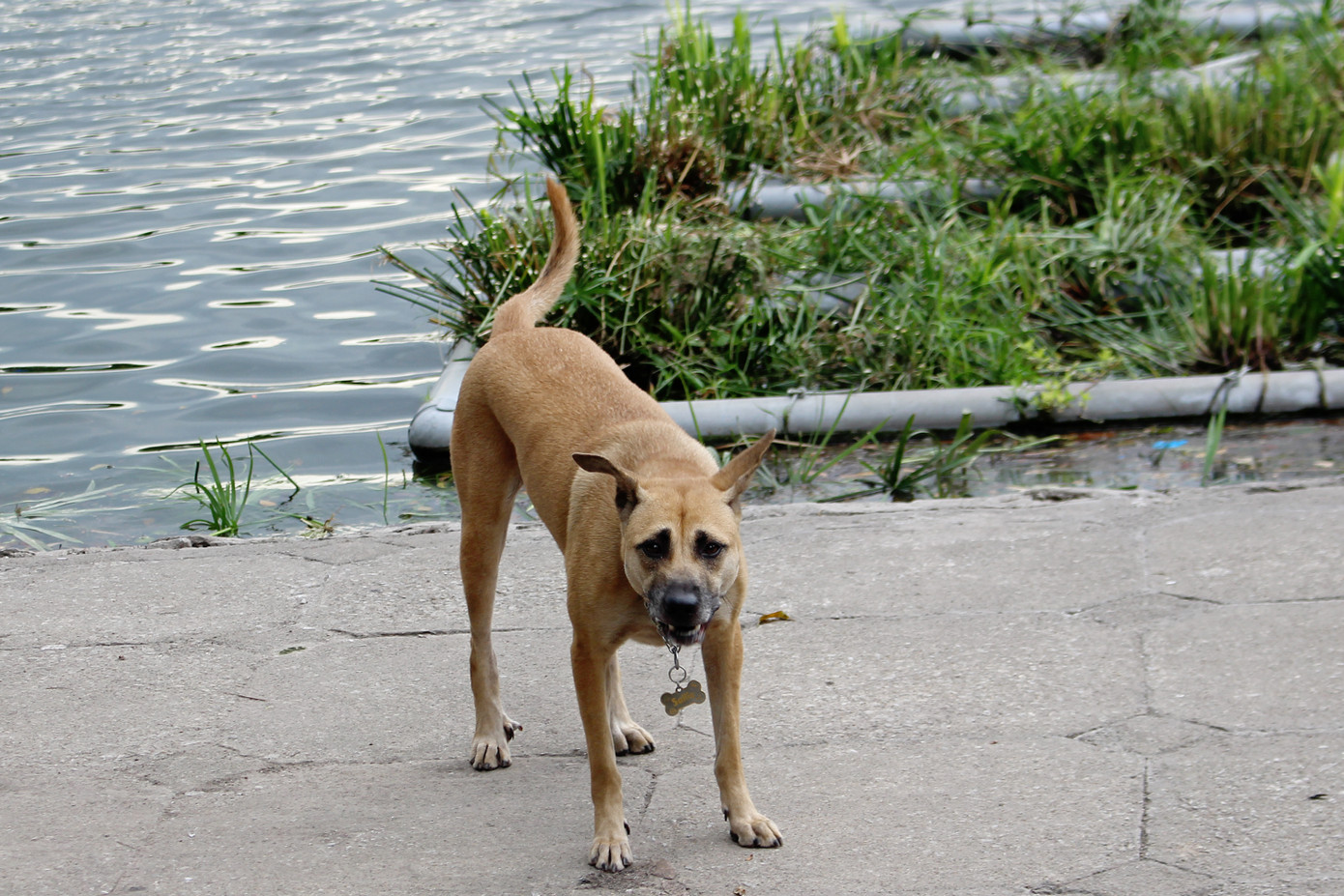 Hà Nội: Chó dữ không rọ mõm thả rông nhan nhản trong mùa dại ảnh 9