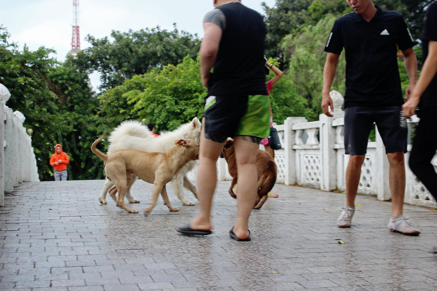 Hà Nội: Chó dữ không rọ mõm thả rông nhan nhản trong mùa dại ảnh 2