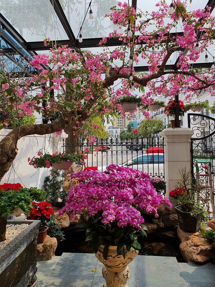 Sao Việt trang hoàng nhà cửa rực rỡ đào mai đón Tết ảnh 3