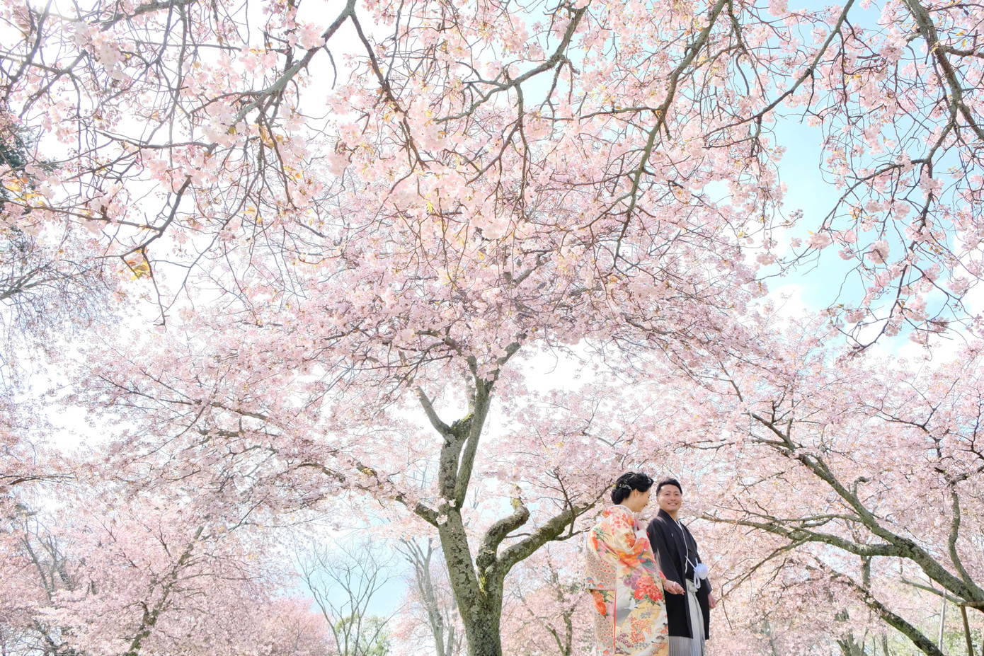 Lạc vào xứ sở thần tiên trong vườn hoa anh đào ở Nhật Bản ảnh 5