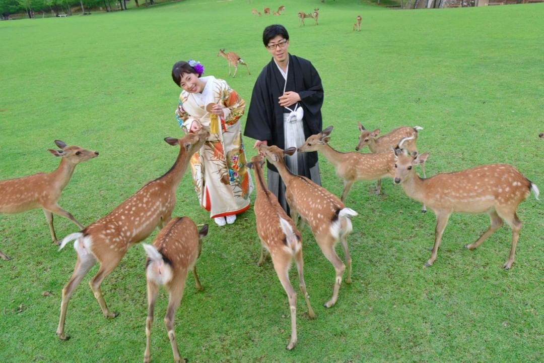 Lạc vào xứ sở thần tiên trong vườn hoa anh đào ở Nhật Bản ảnh 3