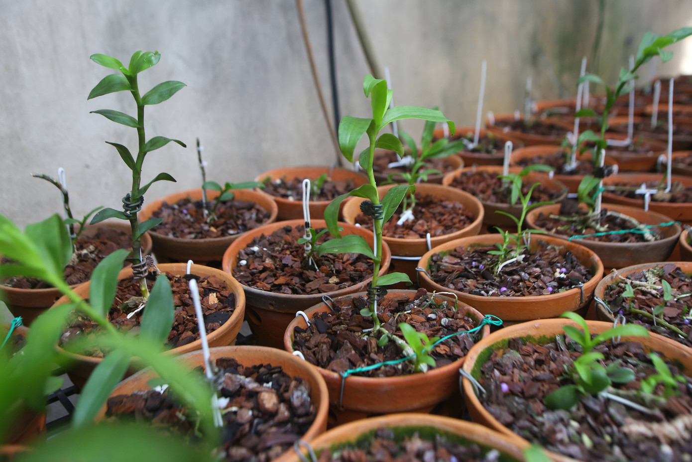 Tiết lộ bất ngờ về điều khoản đền bù của giới chơi lan đột biến 'trăm tỷ' ảnh 2