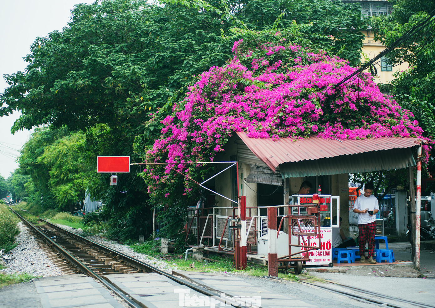 Hà Nội đắm mình trong những sắc hoa mùa hạ ảnh 20