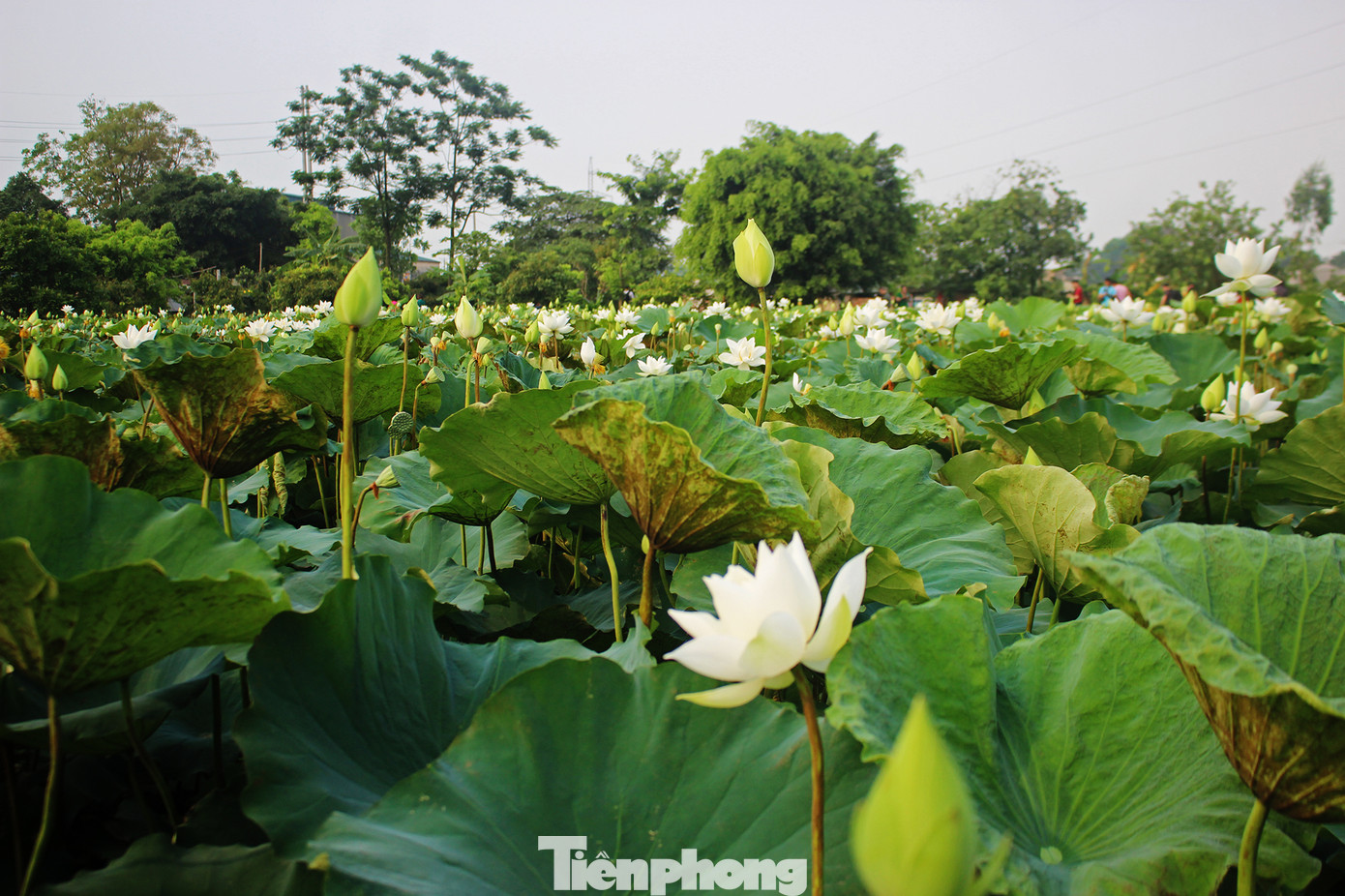Hà Nội đắm mình trong những sắc hoa mùa hạ ảnh 17