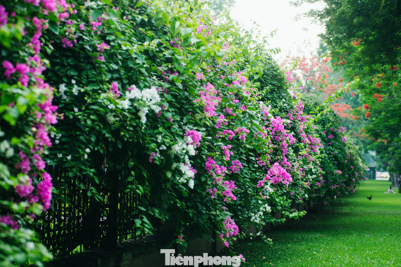 Hà Nội đắm mình trong những sắc hoa mùa hạ ảnh 23