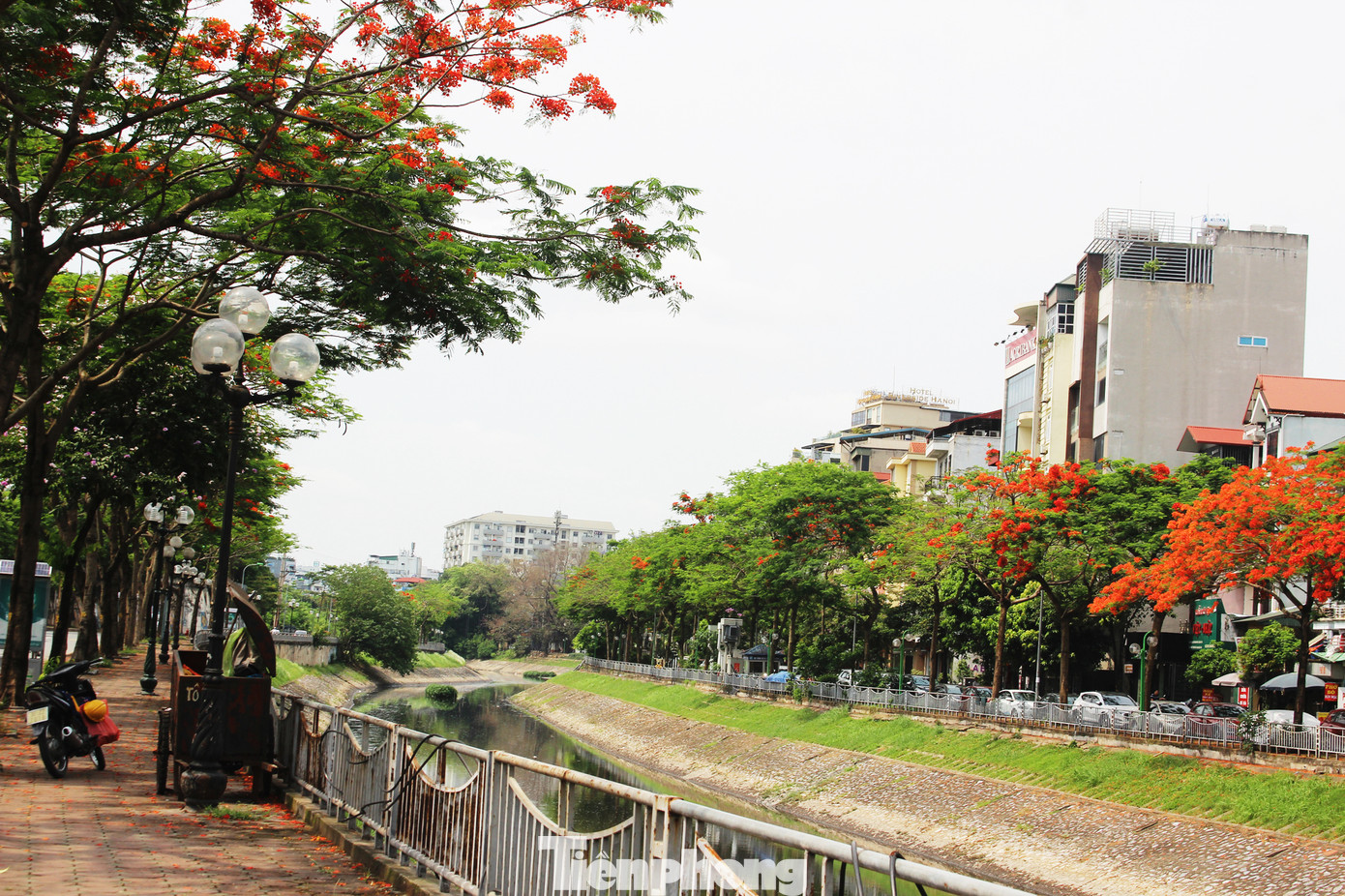 Hà Nội đắm mình trong những sắc hoa mùa hạ ảnh 7