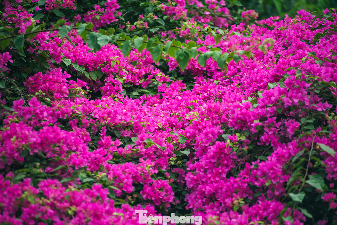 Hà Nội đắm mình trong những sắc hoa mùa hạ ảnh 21