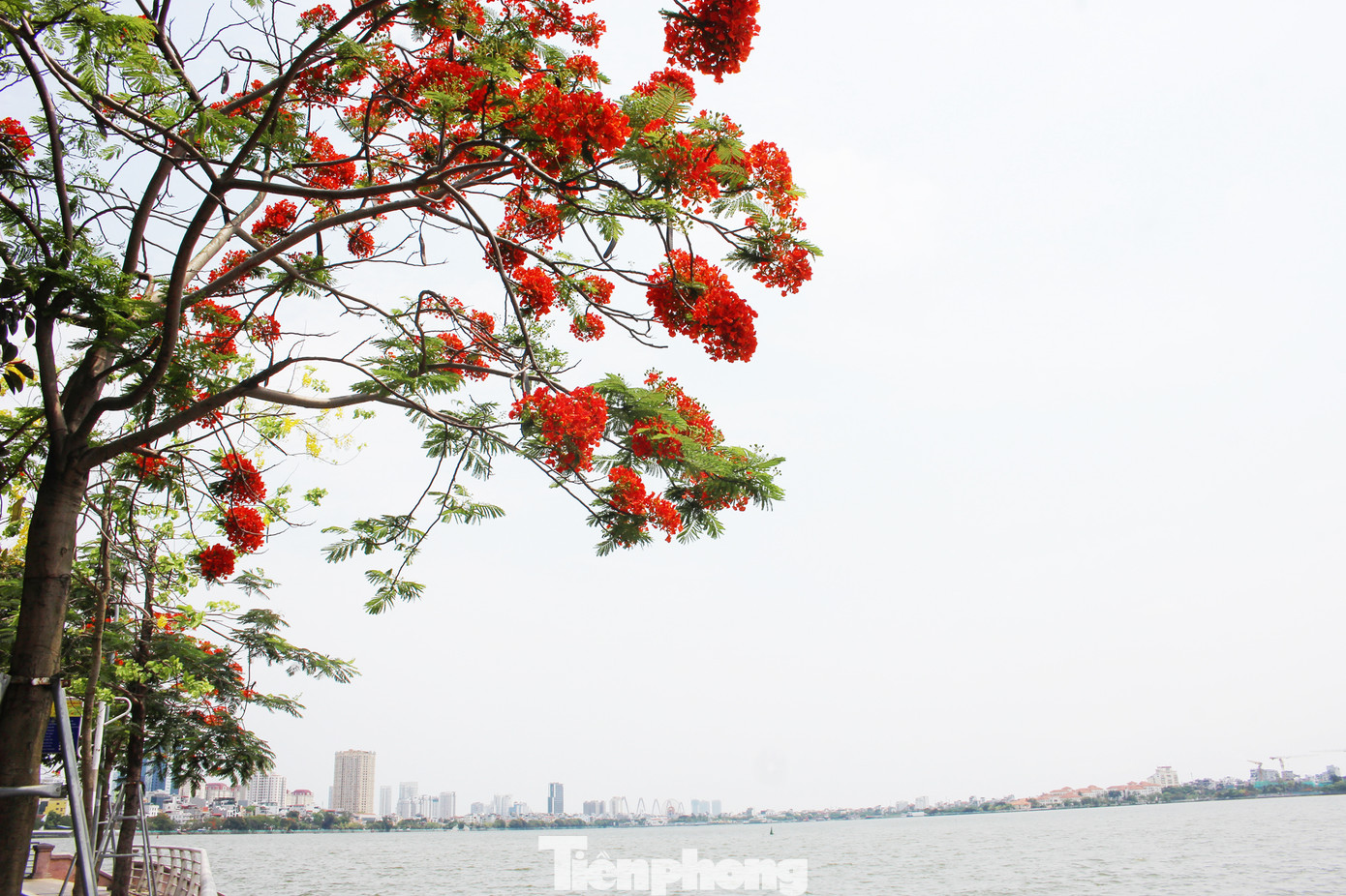 Hà Nội đắm mình trong những sắc hoa mùa hạ ảnh 9