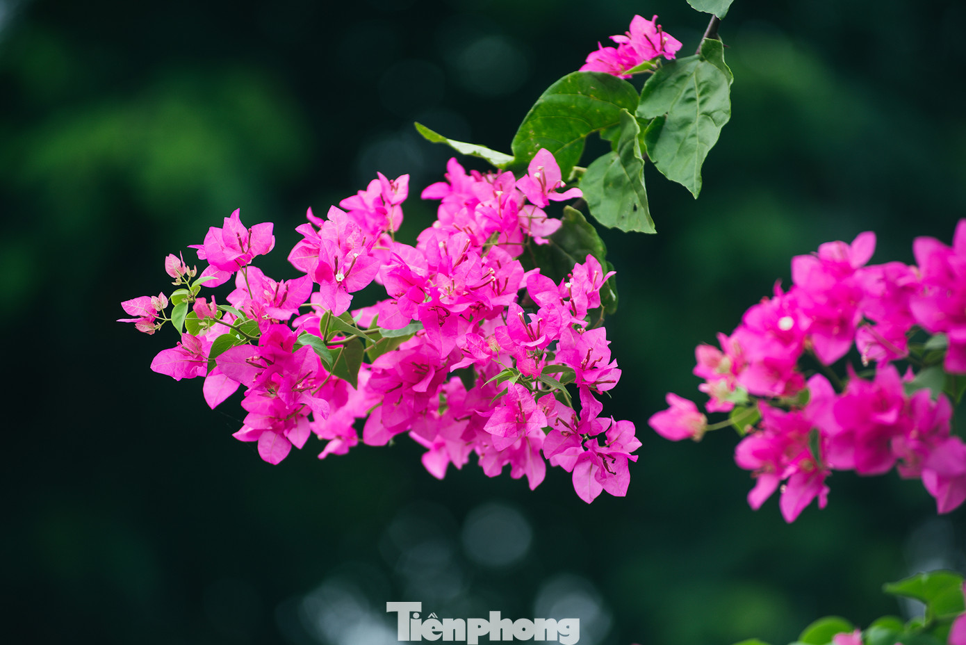 Hà Nội đắm mình trong những sắc hoa mùa hạ ảnh 19