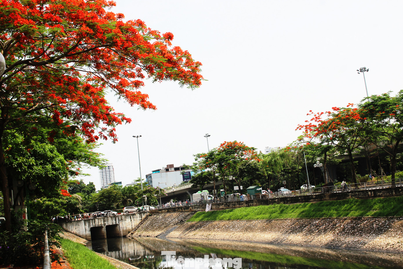 Hà Nội đắm mình trong những sắc hoa mùa hạ ảnh 5