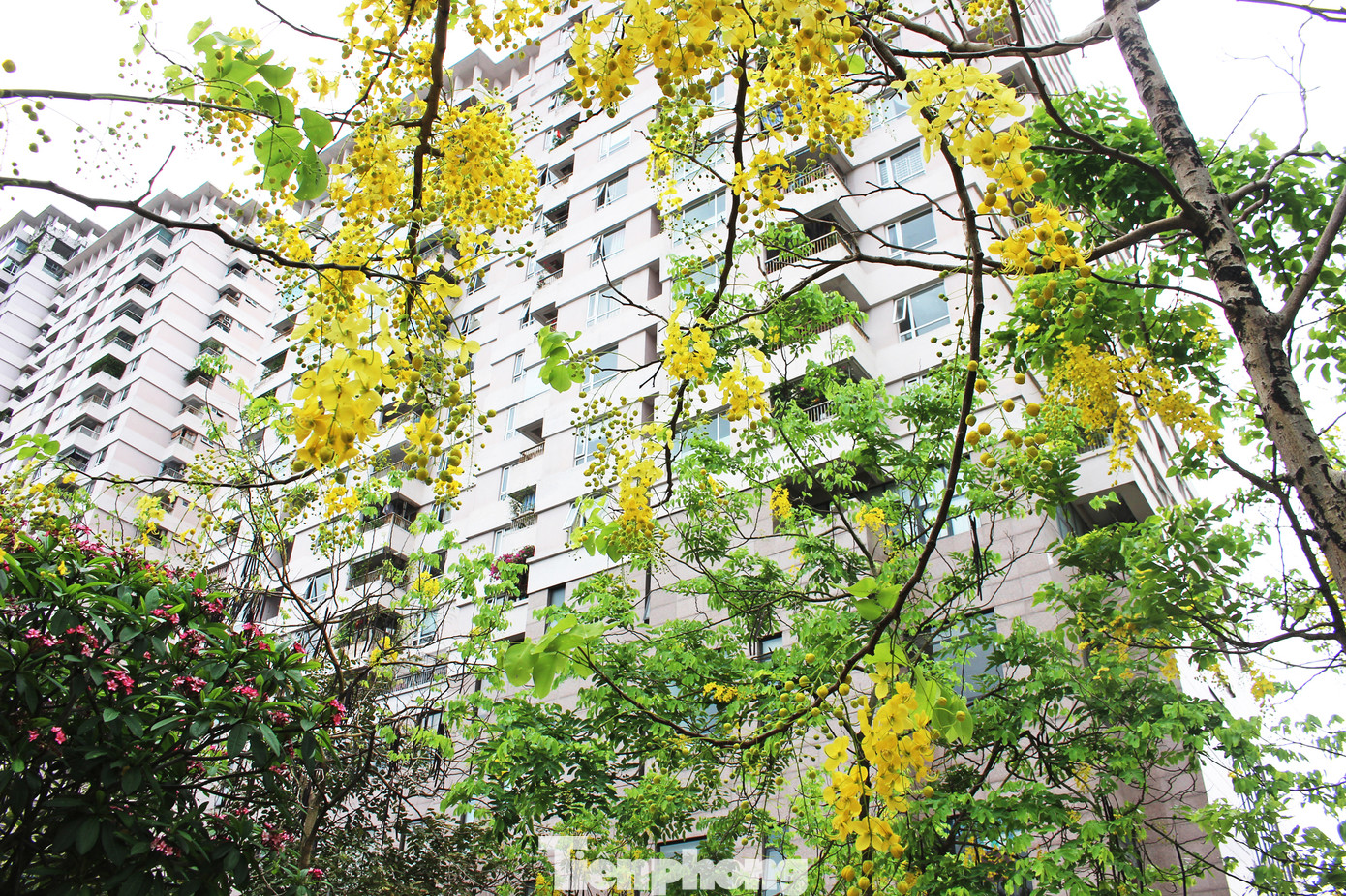 Hà Nội đắm mình trong những sắc hoa mùa hạ ảnh 11