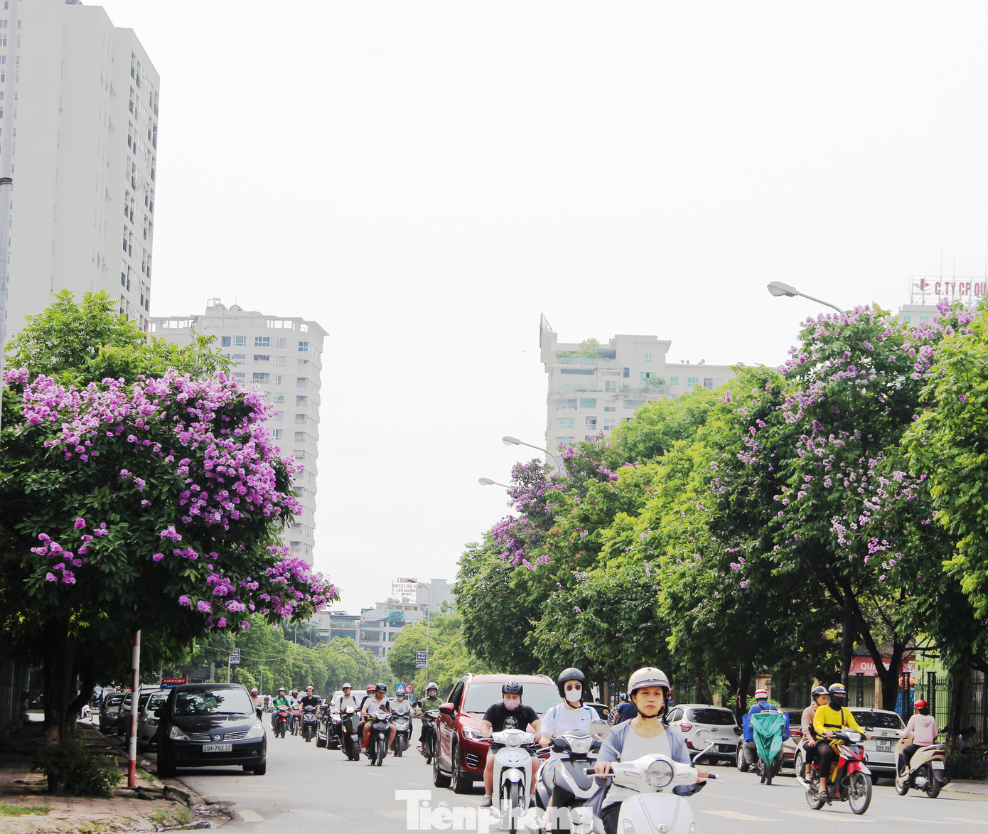 Hà Nội đắm mình trong những sắc hoa mùa hạ ảnh 2