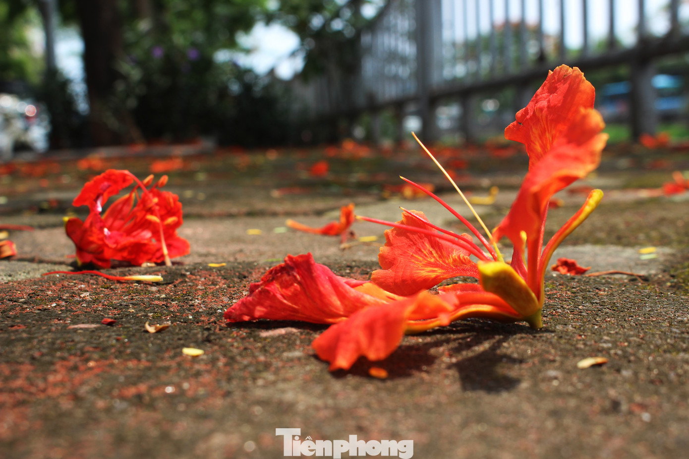 Hà Nội đắm mình trong những sắc hoa mùa hạ ảnh 6