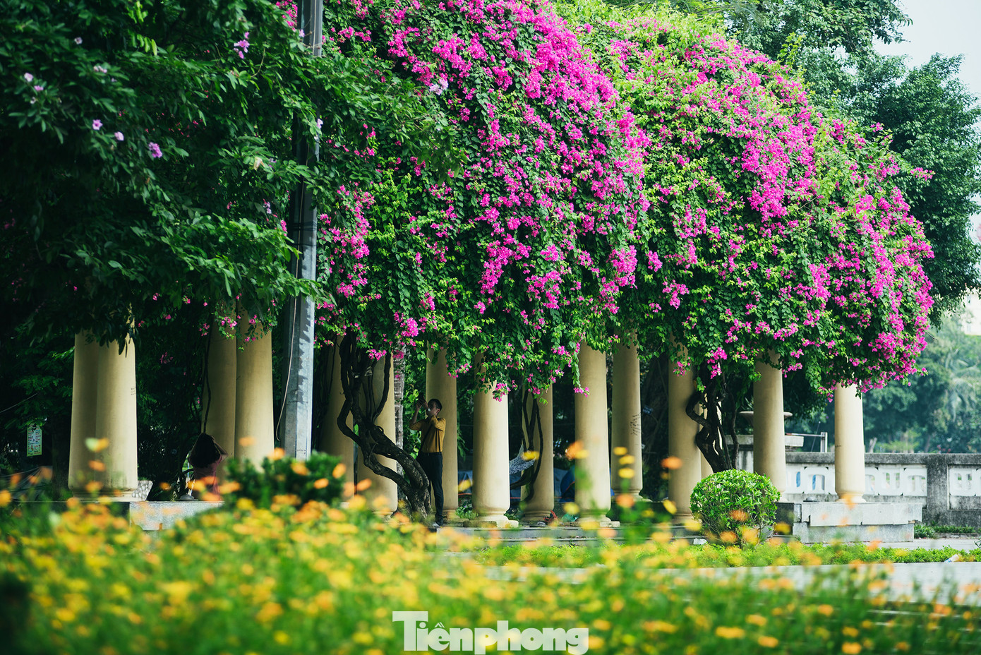 Hà Nội đắm mình trong những sắc hoa mùa hạ ảnh 22