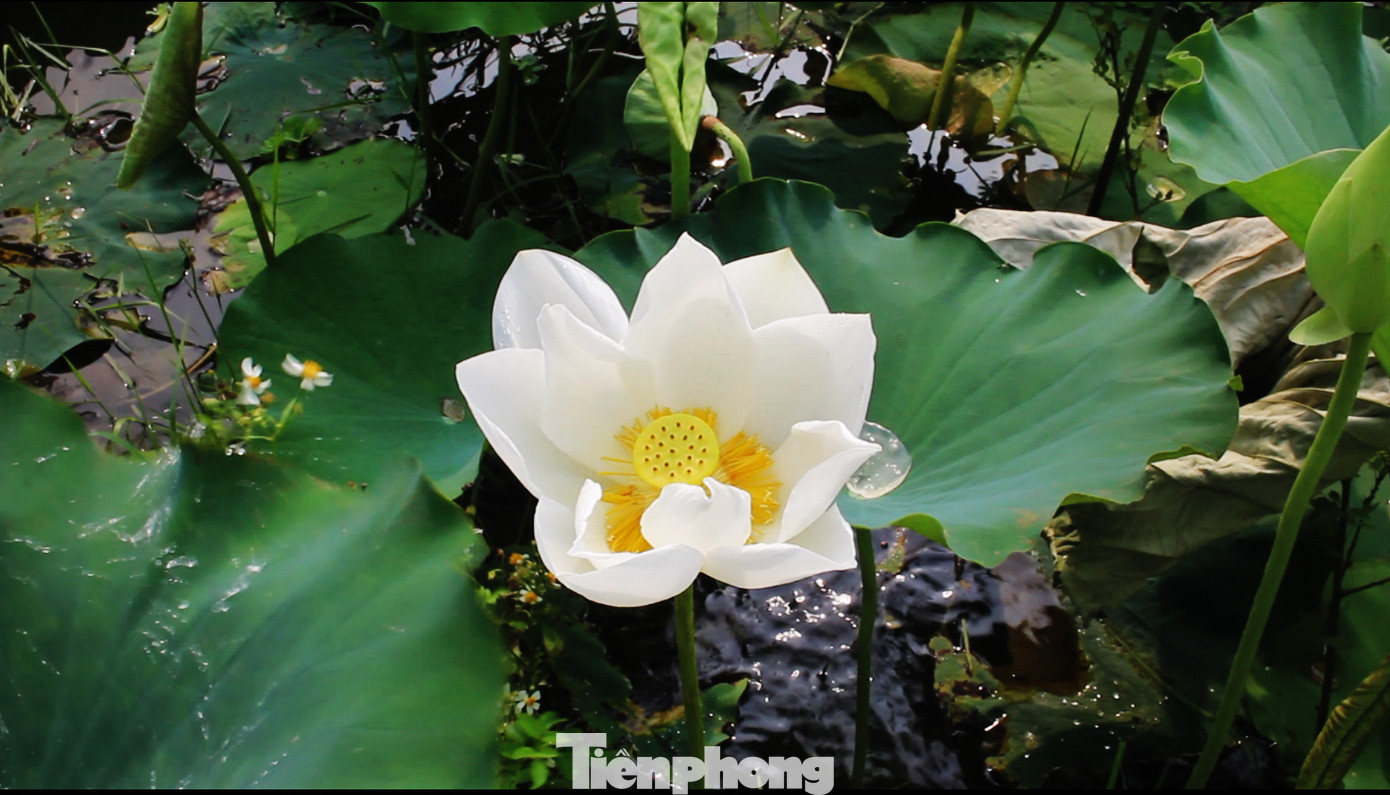 Hà Nội đắm mình trong những sắc hoa mùa hạ ảnh 16