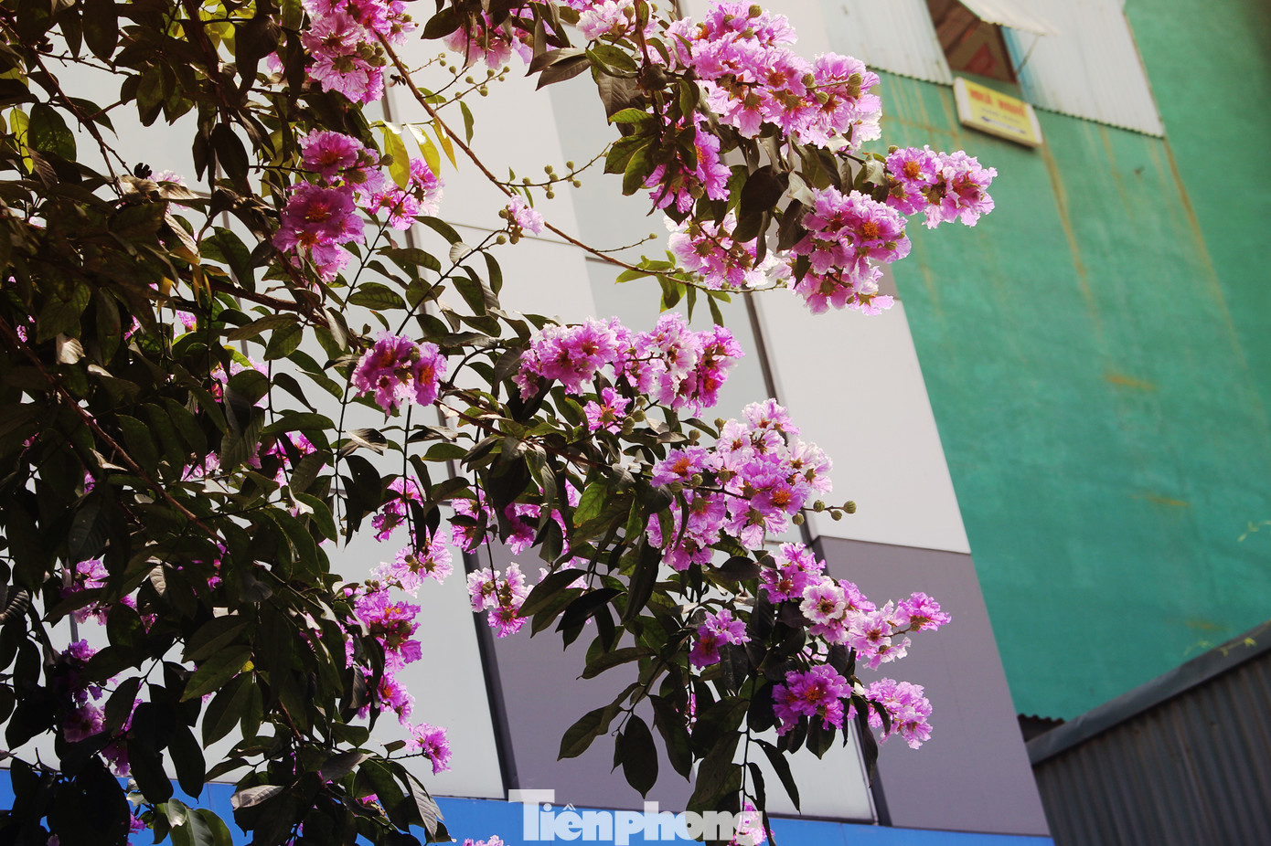 Hà Nội đắm mình trong những sắc hoa mùa hạ ảnh 3