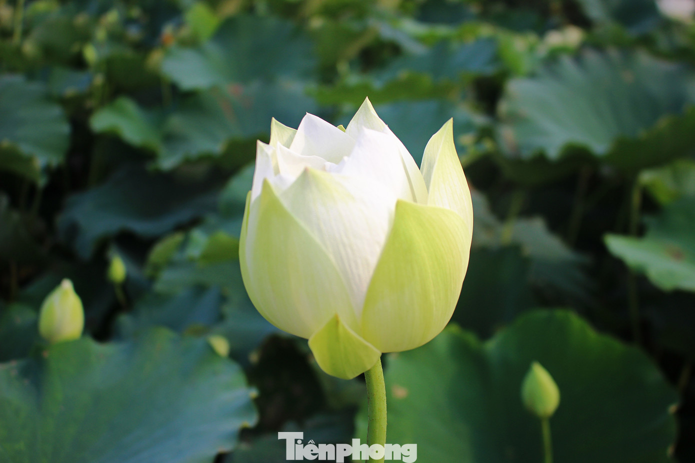 Hà Nội đắm mình trong những sắc hoa mùa hạ ảnh 15