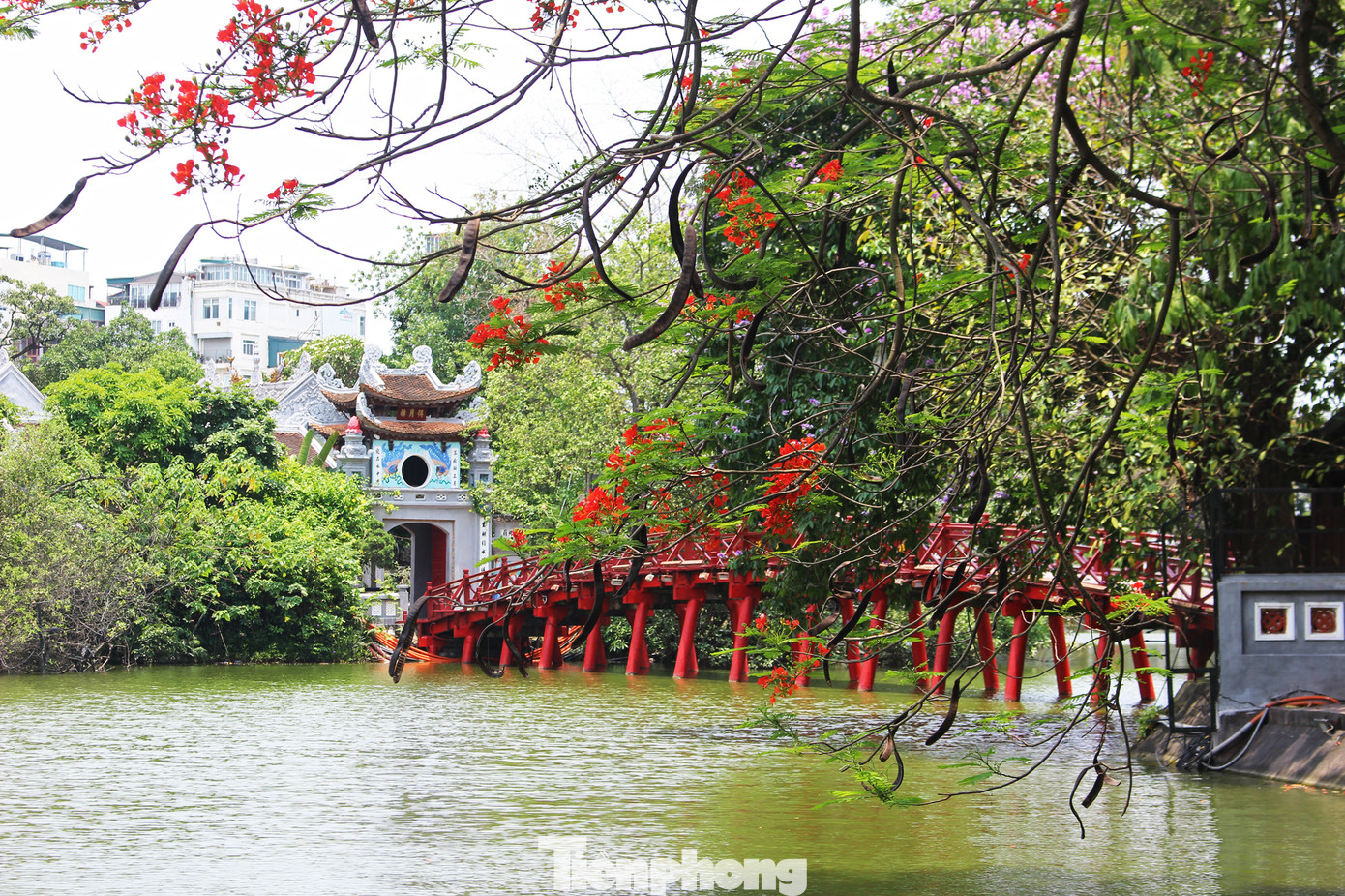 Hà Nội đắm mình trong những sắc hoa mùa hạ ảnh 8