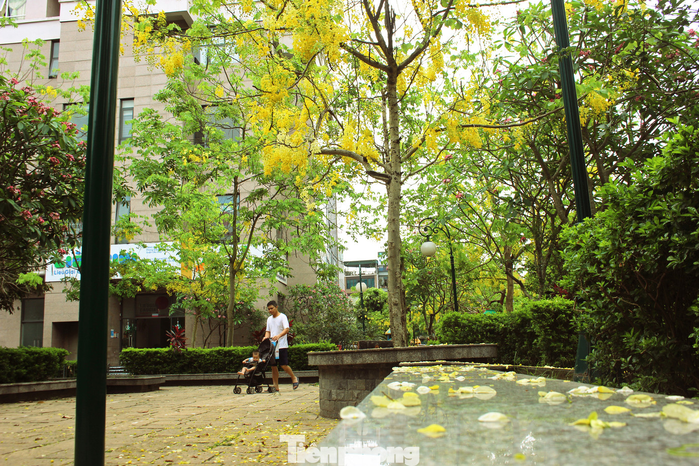 Hà Nội đắm mình trong những sắc hoa mùa hạ ảnh 12