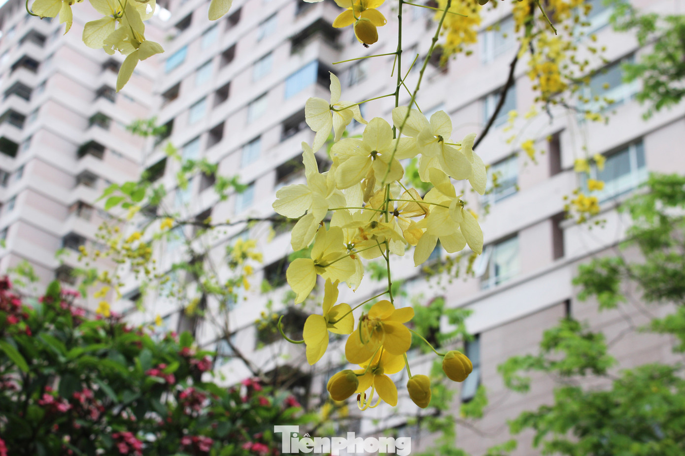 Hà Nội đắm mình trong những sắc hoa mùa hạ ảnh 10