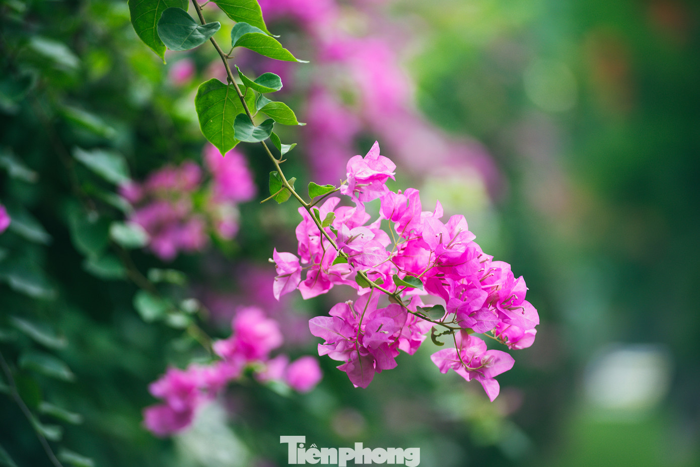 Hà Nội đắm mình trong những sắc hoa mùa hạ ảnh 18