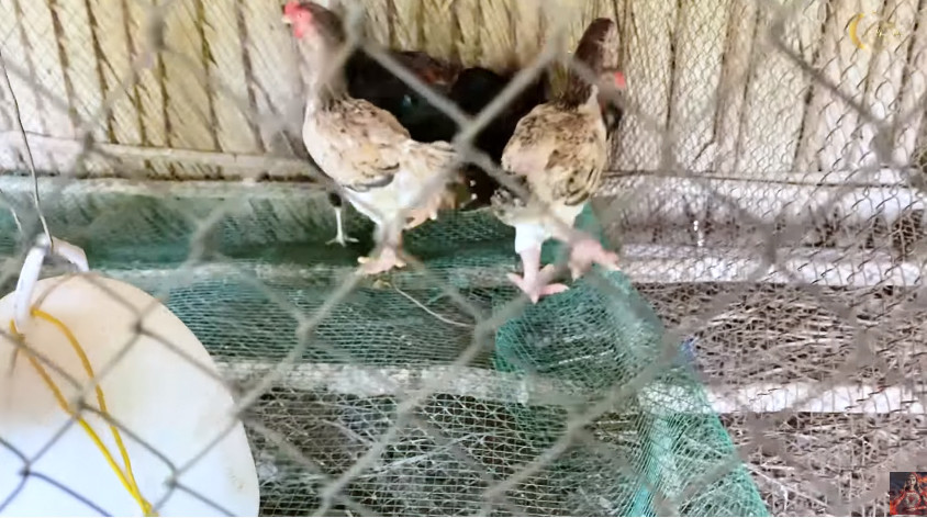 Minh Hằng gây choáng vì sở hữu khu vườn rộng tới 2.000 m2 gần thành phố ảnh 5