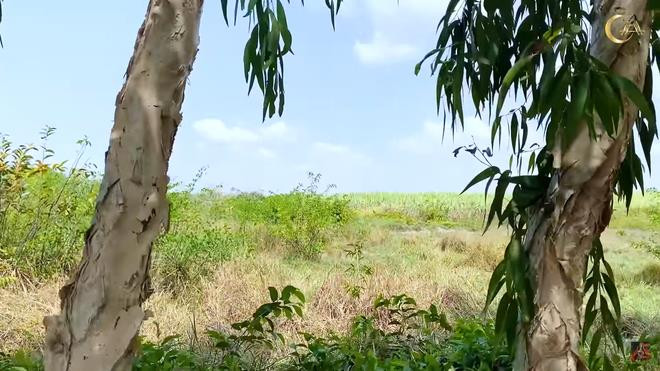 Minh Hằng gây choáng vì sở hữu khu vườn rộng tới 2.000 m2 gần thành phố ảnh 11