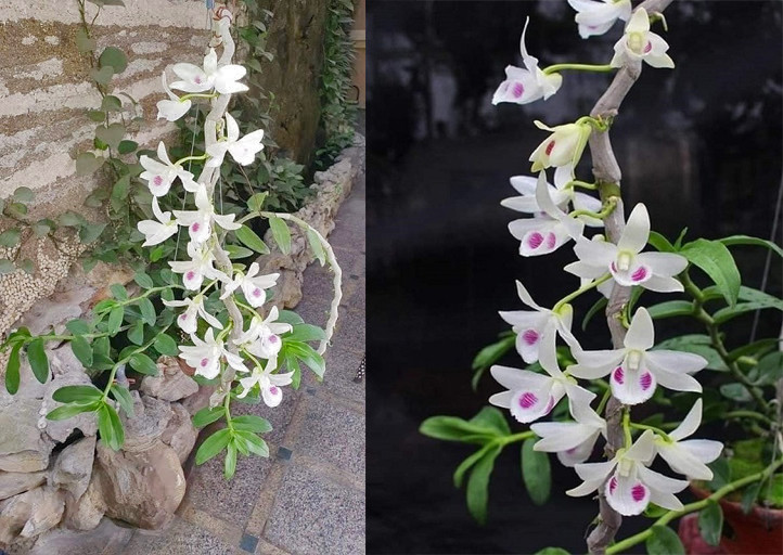 Người chơi lan đột biến tiết lộ sự thật khó tin về các thương vụ mua - bán gần 'trăm tỉ' ảnh 4