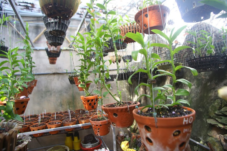 Người chơi lan đột biến tiết lộ sự thật khó tin về các thương vụ mua - bán gần 'trăm tỉ' ảnh 1