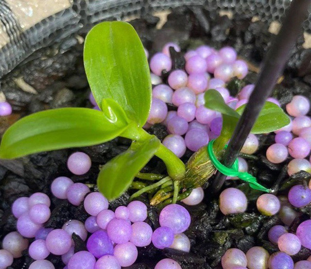 Người chơi lan đột biến tiết lộ sự thật khó tin về các thương vụ mua - bán gần 'trăm tỉ' ảnh 3